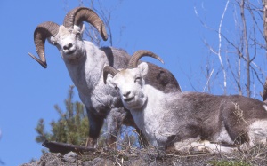 Dalls schapen (Fannin Sheep) | Wrangell St.Elias National Park